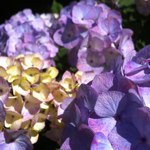 Profile Picture of Cynthia Schultz (@mormorcynthia) on Instagram