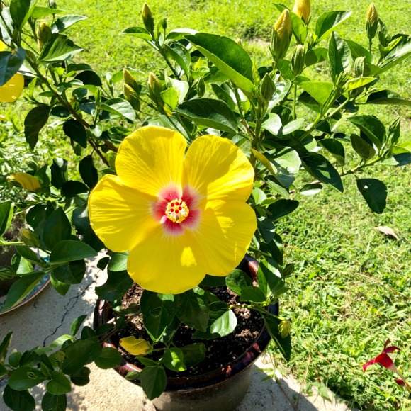 Profile Picture of Evelina Giobbe (@evelina_giobbe) on Poshmark