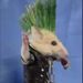 Profile Picture of Lisa Mojica (@lisa_mojica) on Pinterest