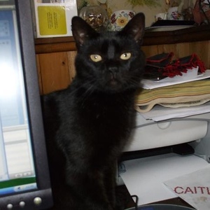 Profile Picture of Edward Mclaughlin (@edwardtheblackcat) on Myspace