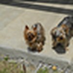 Profile Picture of Jerry Clark (@wvudrummer) on Flickr