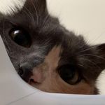 Profile Picture of Gina Peterson (@g_lauricella) on Instagram