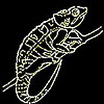 Profile Picture of Michael Cameron (@micrachameleon) on Flickr