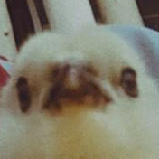 Profile Picture of Steph Jones (@Rose_crossing) on Youtube