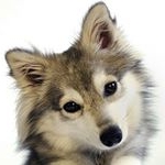 Profile Picture of Kyle Seepaul (@kyleseepaul) on Instagram