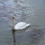 Profile Picture of Keith Swan (@swankeith) on Instagram