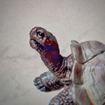 Profile Picture of richard_riesenschildkroete (@richard_riesenschildkroete) on Instagram