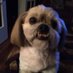 Profile Picture of Ebay Tracy Simons (@@TracySimons1) on Twitter