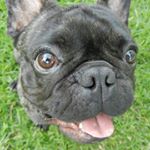 Profile Picture of Nestor Baez (@norbanest) on Instagram