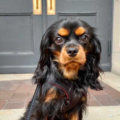 Profile Picture of Preston (@prestonthecav) on Twitter