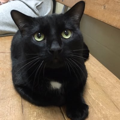 Profile Picture of Phyllis (@phylliscarbone) on Twitter