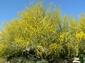 Profile Picture of Parkinsonia floridaon Wikipedia