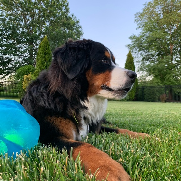 Profile Picture of Chris Schiavo (@shivo23) on Poshmark