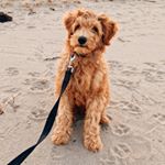 Profile Picture of TOBY (@tobythedoubledoodle) on Instagram