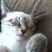 Profile Picture of K Kramer (@kittyclogs) on Pinterest