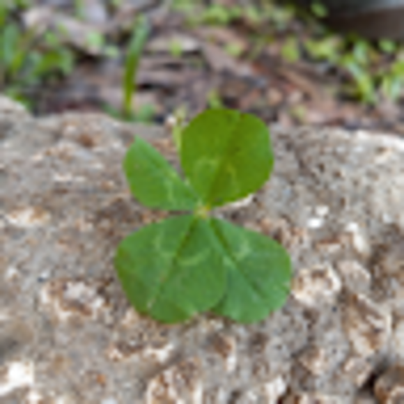 Profile Picture of Thomas Arline (@icey7111) on Poshmark