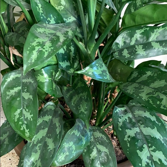 Profile Picture of Igor Emelianov (@igor763) on Poshmark