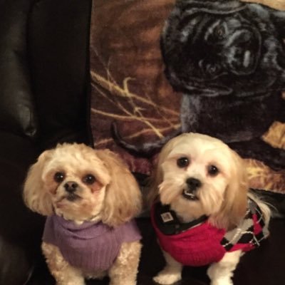 Profile Picture of Janet Shoemaker (@JanetShoemaker6) on Twitter