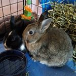 Profile Picture of Dax, Forrest, and Lady Liona (@threefuzzbutts) on Instagram