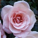Profile Picture of Sylvia Ackermann (@sylvia.ackermann.9) on Instagram