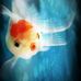 Profile Picture of Janell Shadowyn Love (@janell.shadowyn.love888) on Facebook