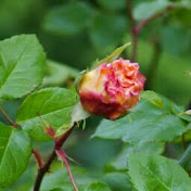 Profile Picture of Barbara Knopf (@barbaraknopf5337) on Youtube