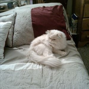 Profile Picture of Cindy Valerio (@cv706023) on Twitter