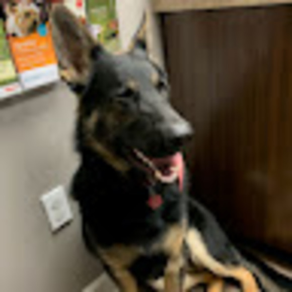 Profile Picture of Mackenzie Bean (@beanie182) on Poshmark