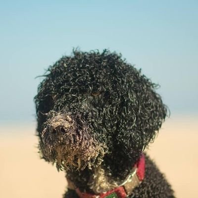 Profile Picture of Andy De Koning (@andydekoning2) on Twitter