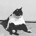 Profile Picture of Mark Di Rienzo (@ellupo48) on Instagram