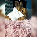 Profile Picture of Ginger (@ginger_wittle67) on Instagram