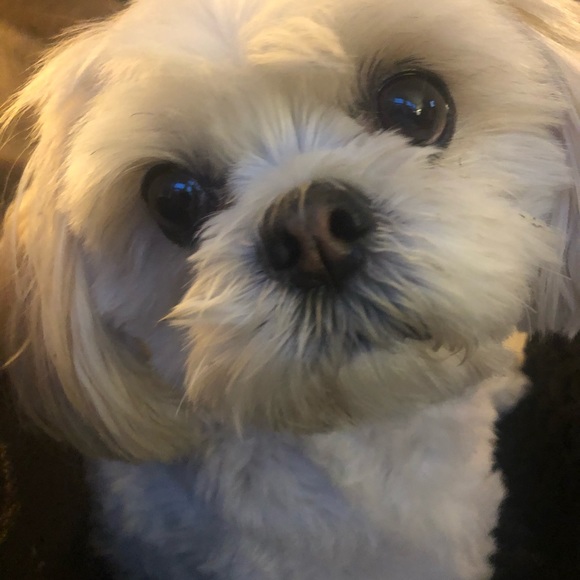 Profile Picture of Tania Vincelli (@tanvint966) on Poshmark