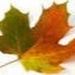 Profile Picture of Yvonne Yoder (@yoder0720) on Pinterest