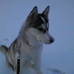 Profile Picture of Kévin Bruneau (@bruneau.kevin) on Instagram