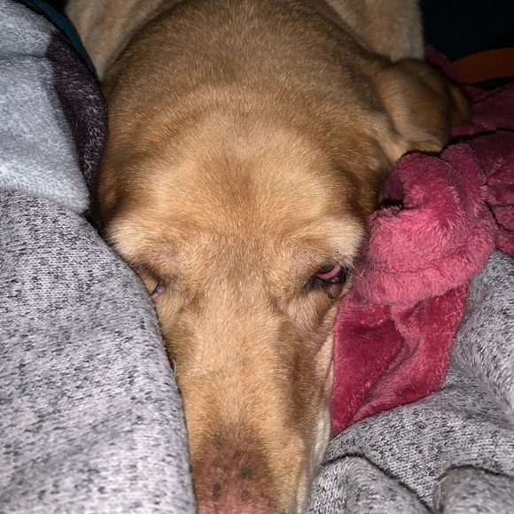 Profile Picture of Joseph Hansen (@joeyjoeee) on Poshmark