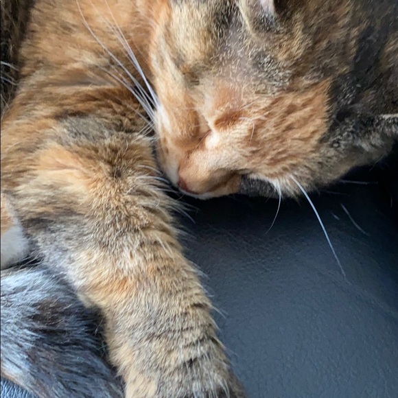 Profile Picture of Patricia Spillane (@patriciaspillan) on Poshmark