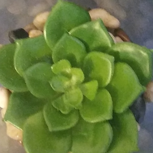 Profile Picture of Jennifer Mottola (@jmottola81) on Poshmark