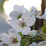 Profile Picture of Sam (@sm jellison photography) on Flickr