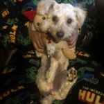 Joey Dejesus - Instagram Profile Picture of Joey Dejesus (@joey_110605) on Instagram