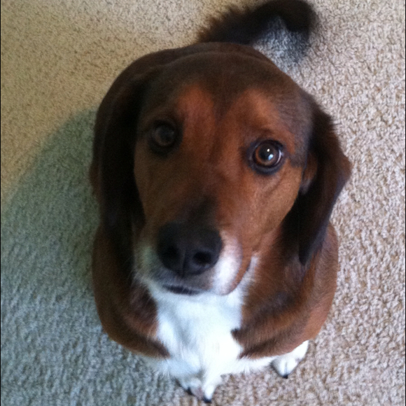 Profile Picture of Rachel Vowels (@rachelv44) on Poshmark