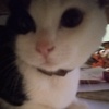 Profile Picture of Laura Cha (@@hayden_0510) on Tiktok