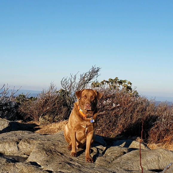 Profile Picture of Gilbert Rosenbrier (@roznbryr) on Poshmark