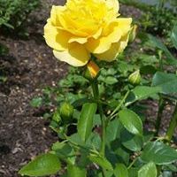 Profile Picture of Ellen Pritchett (@berrk1002) on Pinterest