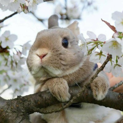 Profile Picture of Simon Chu (@simonchu2013) on Twitter