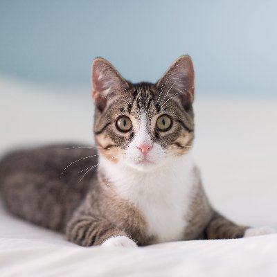 Profile Picture of Matthew Rosellini (@MatthewRoselli8) on Twitter