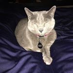 Profile Picture of Yale Peebles (@yale1990) on Instagram