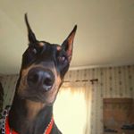 Profile Picture of lilly benjamin (@benjamin.lilly) on Instagram