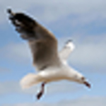 Profile Picture of Clementine C (@cc3010) on Flickr