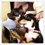 Profile Picture of Ginette Cyr (@elpacoss_chico) on Instagram