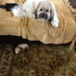 Profile Picture of Harrison Mabjish (@_clippers_harrison_awesome) on Instagram